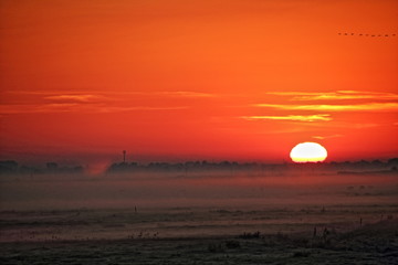 Fototapeta na wymiar Sonnenaufgang, Nebel und Kühe