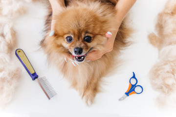 a portrait of a professional dog hairdresser grooming a dog