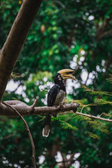 Hornbills in phuket