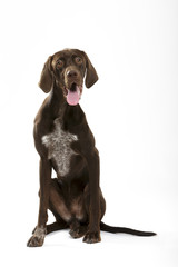 Studio portrait of an expressive german shorthaired pointer dog against white background