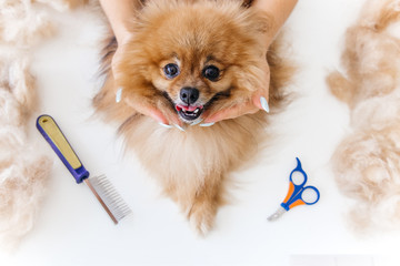 a portrait of a professional dog hairdresser grooming a dog