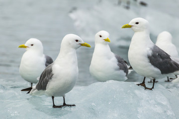 Black-legged kittiwake in the Arctic.