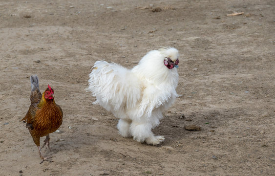A red chicken and a white chicken walk on a dusty patch in the farmyard image with copy space in landscape format