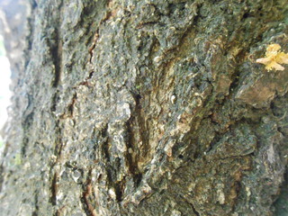 Tree trunk close up
