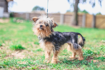 cute yorkshire terrier for a walk. rachiocampsis .