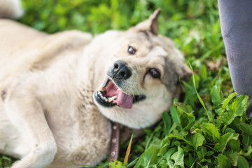 cheerful fat husky dog,  lying on grass and smiling. positive pet.