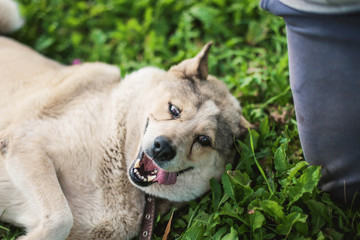 cheerful fat husky dog,  lying on grass and smiling. positive pet.