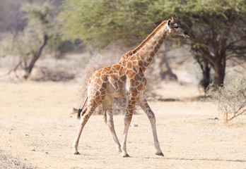 Naklejka na ściany i meble Young giraffe in Namibia