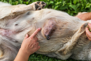 cancerous tumor in a dog. oncology, breast cancer. veterinary medicine.