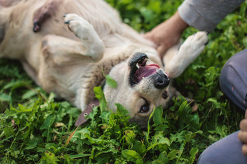 Obraz premium cheerful fat husky dog, lying on grass and smiling. positive pet.