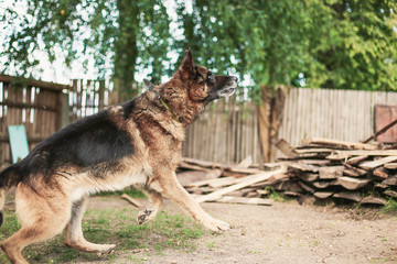 thoroughbred German shepherd for a walk. training .