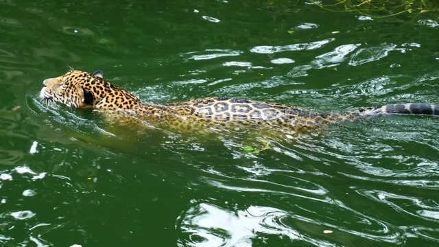 4k video of Two jaguar playing and swimming in pond