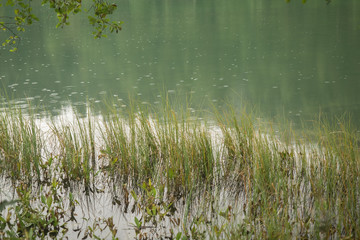 Nature shot at the Gleinkersee in Austria