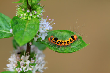 butterfly larvae in mint branch