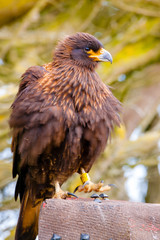Portrait shots of different species of birds in Antarctica