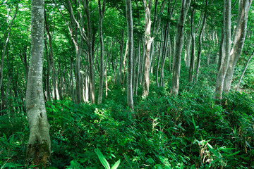 尾神岳のブナ林