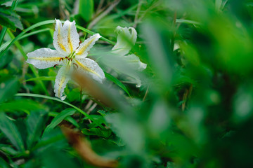 尾神岳に咲くヤマユリ