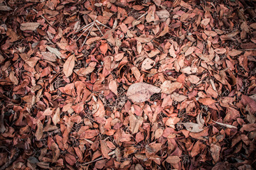 Top view autumn grass with a bunch of leaves. Nature, texture, garden and pattern it's the concept