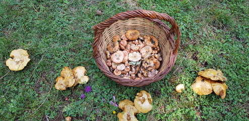 Buscando setas en oto&ntilde;o 