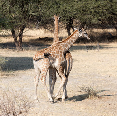 Young giraffes in Namibia