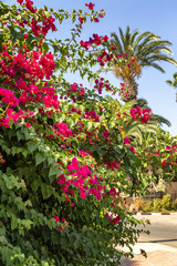 Fototapeta na wymiar Flowering shrubs of the rhododendron and palm trees