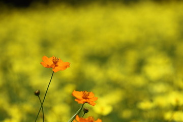 Obraz premium キバナコスモス