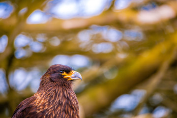 Portrait shots of different species of birds in Antarctica