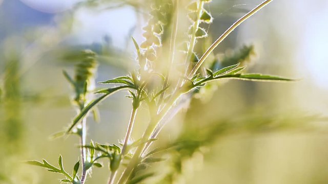 macro shot ragweed plant causes allergia running nose ukraine poltava medicine august september nature background sunset