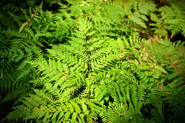 Fern Leafs Autumn Time Forest Outdoor Concept Text Copy Space 