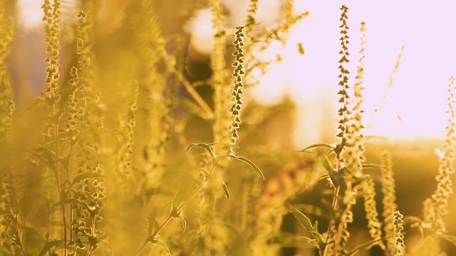 macro shot ragweed plant causes allergia running nose ukraine poltava medicine august september nature background sunset