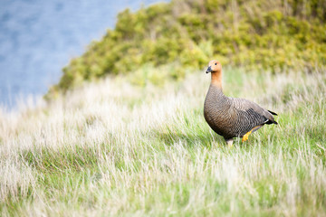 Portrait shots of different species of birds in Antarctica