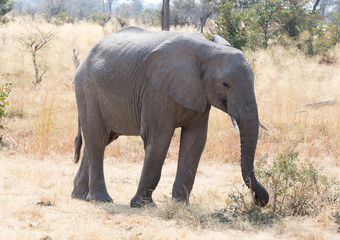Fototapeta premium African elephant eating