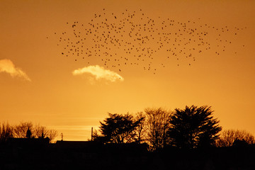 Silhouette of a Flock of Birds Flying over a Town at Sunset