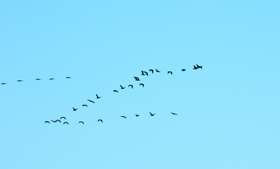 A flock of birds against the blue sky. Migratory birds flying in the sky.