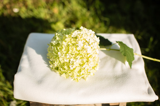 Fototapeta big white hydrangea flowers close-up
