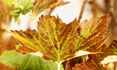 Blackcurrant leaf close -up