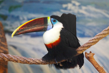 Red billed Toucan sitting on tree