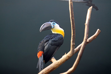 Red billed Toucan sitting on tree