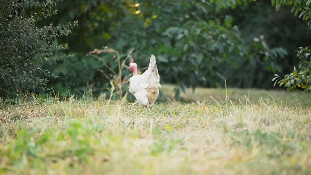 One chinken white is running away on grass blurred background countryside