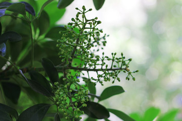 A small tree with green fruits