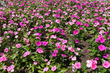 Flowerbed with lots of pink flowers of Catharanthus roseus