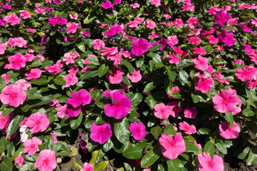 Fototapeta premium Dense cluster of pink flowers of Catharanthus roseus