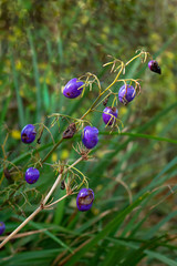 Purple Dianella / Flax Lily Berries in the Garden