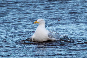 European Herring Gull Splashing in the Water