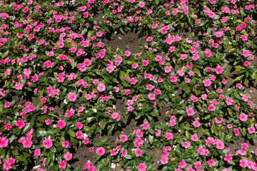 Plenty of pink flowers of Catharanthus roseus from above