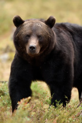 Bear powerful pose. Bear closeup in summer forest.