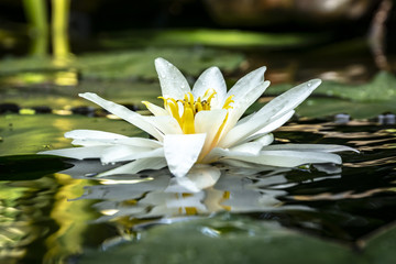 Original version of white Nymphaea 'Marliacea Rosea'. Water lily reflected in the pond on a dark background of water.