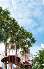 Fototapeta premium Balcony and sugar Palm trees