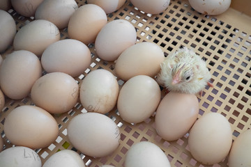 Cute, happy and healthy newly hatched baby Bresse Gauloise French breed chick in its incubator...