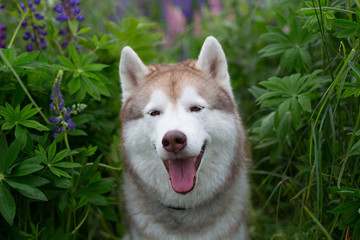 Portrait ofhappy beige dog breed siberian husky with tonque hanging out sitting in the green grass